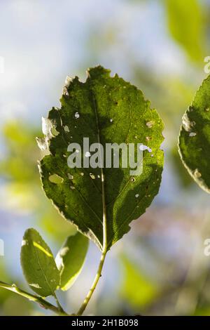 Blattläuse beschädigt Blatt durch Schädlinge und Krankheiten. Die Aphidoidea-Kolonie schädigt die Bäume im Garten, indem sie Blätter frisst. Gefährliche Pest von Kulturpflanzen essen Gemüsesaft. Stockfoto