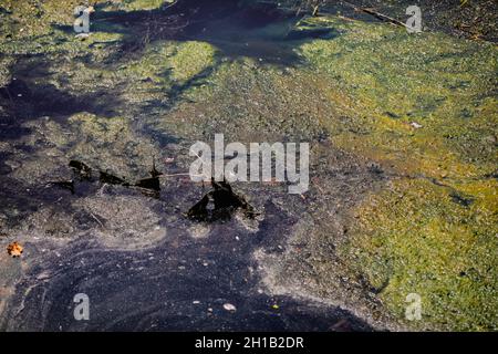 Details mit verschmutztem verschmutztem Wasser in einem fließenden Bach. Stockfoto