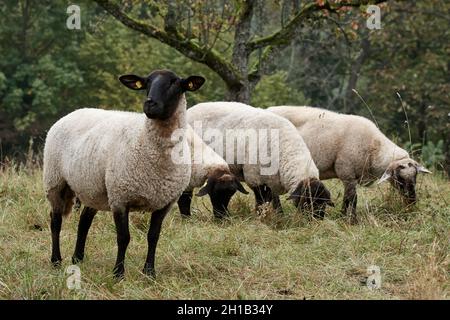 Vier Erwachsene weiße Schafe mit schwarzen Gesichtern grasen auf der Weide Stockfoto