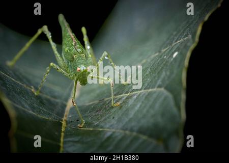 Makro-Nahaufnahme eines nassen grünen gesprenkelten Buschgrillen (Leptophyes punctatissima), das auf einem Blatt mit schwarzem Hintergrund sitzt. Stockfoto