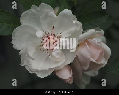 Weiße Rosenblume, „Jacqueline du Pre“ Stockfoto