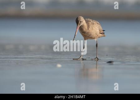 Marmorierte Godwit (Limosa fedoa), die an einem Strand der Westküste in Point Reyes National Seashore in Marin County, Kalifornien, nach Nahrung sucht. Stockfoto