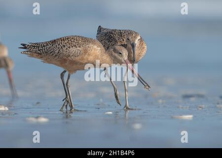 Ein Paar marmorierte Godits (Limosa fedoa) an einem Strand an der nationalen Küste von Point Reyes in Kalifornien. Man schleicht sich schnell seine Nahrung herunter, bevor es gestohlen wird. Stockfoto