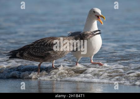 Westliche Möwen (Larus occidentalis) als Erwachsene Möwe und Küken bittet der Jugendliche seine Eltern am Strand in Point Reyes National Seashore in CA um Nahrung. Stockfoto