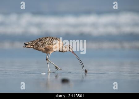 Langschnabelkeul (Numenius americanus) am Point Reyes National Seashore in Marin County, Kalifornien. Stockfoto
