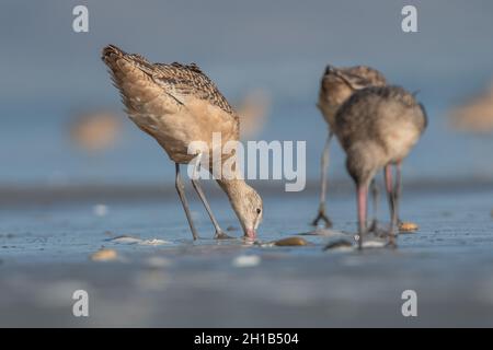 Marmorierte Godwit (Limosa fedoa), die an einem Strand der Westküste in Point Reyes National Seashore in Marin County, Kalifornien, nach Nahrung sucht. Stockfoto