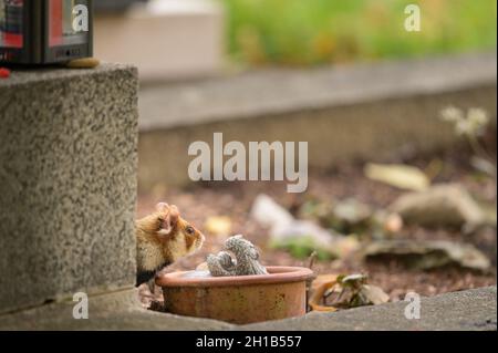 Ein europäischer Hamster auf einem Grab, Friedhof in Meidling (Wien, Österreich) Stockfoto