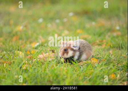 Eine europäische Hamster in einer Wiese auf der Suche nach Essen, Friedhof in Meidling (Wien, Österreich) Stockfoto