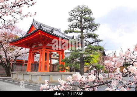 Blühende Sakura und antiker Pavillon im Garten in der Nähe der Haupthalle des buddhistischen Tempels von Sanjusangendo (Rengeo-in) in Kyoto, Japan Stockfoto