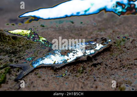 Toter Fisch am Ufer des Sees. Fisch auf dem Sand. Stockfoto