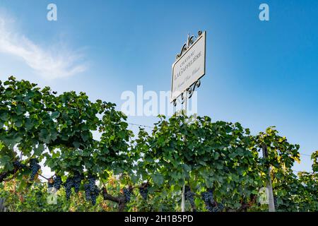 Die Weinberge des berühmten Château La Gaffelière im AOC Saint-Émilion, Frankreich Stockfoto