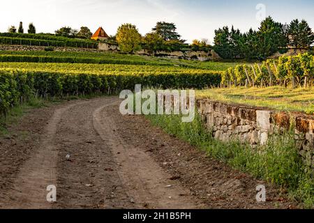 Die Weinberge des berühmten Château La Gaffelière im AOC Saint-Émilion, Frankreich Stockfoto