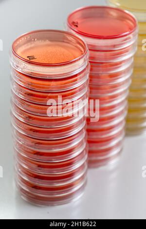 Rote und gelbe Petrischalen stapeln sich im Mikrobiologielabor auf dem Hintergrund des Bakteriologielabors. Stockfoto