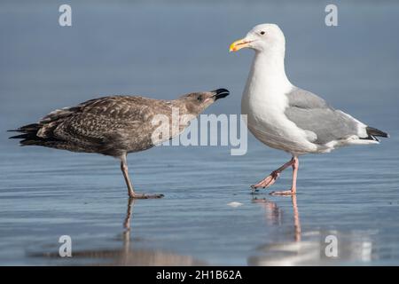 Westliche Möwen (Larus occidentalis) als Erwachsene Möwe und Küken bittet der Jugendliche seine Eltern am Strand in Point Reyes National Seashore in CA um Nahrung. Stockfoto
