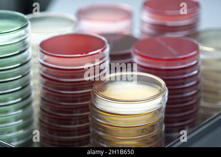 Rote und gelbe Petrischalen stapeln sich im Mikrobiologielabor auf dem Hintergrund des Bakteriologielabors. Stockfoto