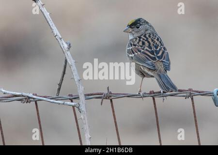 Ein goldgekrönter Sperling (Zonotrichia atricapilla) aus dem Anthony Chabot Regionalpark in Alameda County, Kalifornien, USA. Stockfoto