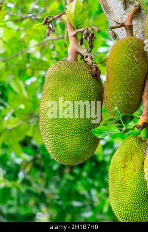 Köstliche Jackfrucht-Früchte wachsen auf dem Baum. Stockfoto