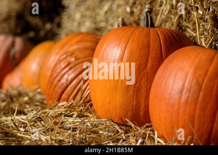 Reife orangefarbene Kürbisse auf Heu- oder Strohstapel am sonnigen oktobertag. Herbstschmuck. Halloween und Danksagefest Konzept Stockfoto