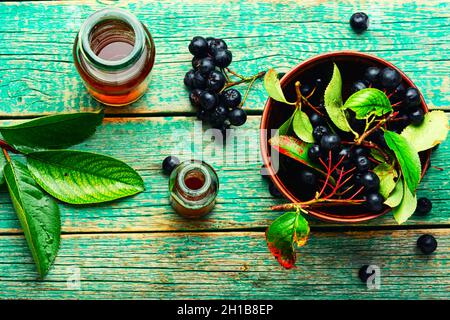 Trauben von frischer Apfelbeere.Aronia melanocarpa.Kräutermedizin und Homöopathie Stockfoto