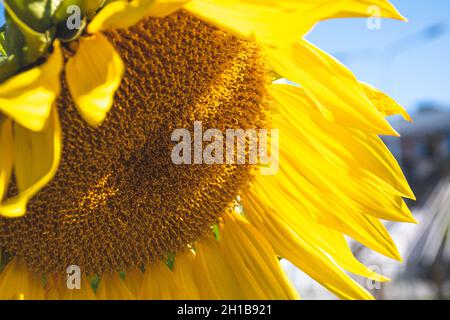 Schöne Sonnenblume mit blauem Himmel Hintergrund, Nahaufnahme Stockfoto