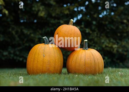 Drei Orangen-Kürbisse auf Gras im Garten. Kultivierter Cucurbita Pepo Im Freien. Stockfoto