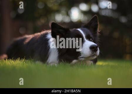 Sommerporträt von entzückenden schwarz-weißen Border Collie Hund im Garten. Niedliches Haustier liegt unten im grünen Gras mit Bokeh Hintergrund. Stockfoto