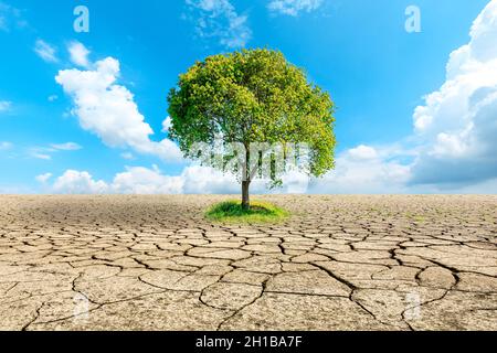 Ein grüner Baum wächst auf trockenem und rissem Boden. Stockfoto