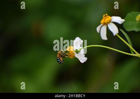 Eine blau gebänderte Biene, die die Blume der Beggartiks besucht. Amegilla cingulata. Stockfoto