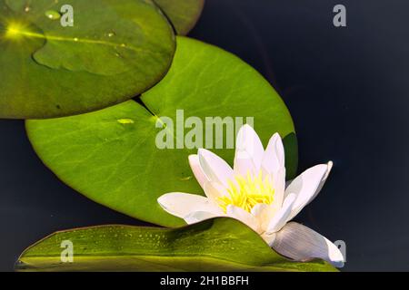 Weiße Seerose auf einem schwedischen See. Hier hat jeder See diese schönen Blumen. Stockfoto