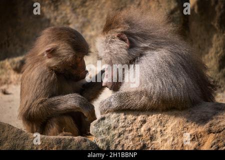 Der Hamadryas Pavian (Papio hamadryas) jung mit einer Mutter, Alte-Welt-Affenfamilie: Cercopithecidae, Heimatregion: Horn von Afrika und südwestlich Von A Stockfoto