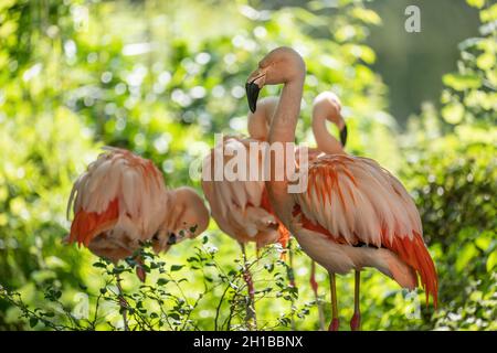 Der chilenische Flamingo (Phoenicopterus chilensis) Vögel und heller, sonniger grüner Hintergrund, Familie: Phoenicopteridae. Stockfoto