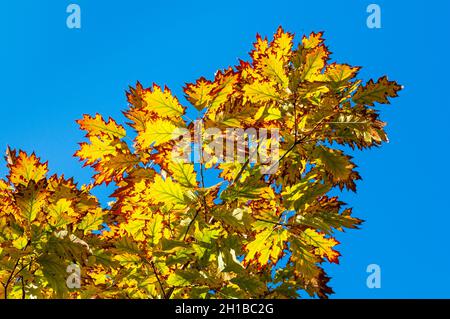 Farbige Blätter im Herbst. Baum in leuchtenden Farben, gelbes und braunes Laub im Herbstpark, an einem sonnigen Tag mit blauem Himmel. Stockfoto