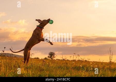 Niedlich, aber lustig ungarischen vizsla Hund spielen holen an einem sonnigen Herbsttag. Vizsla springt in die Luft, um große grüne Kugel zu fangen. Stockfoto