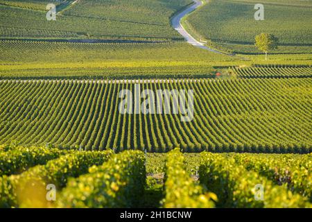 FRANKREICH, MARNE (51) COTEAUX CHAMPENNOIS PREMIER CRU VINEYARDS Stockfoto