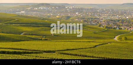 FRANKREICH, MARNE (51) COTEAUX CHAMPENNOIS PREMIER CRU VINEYARDS Stockfoto