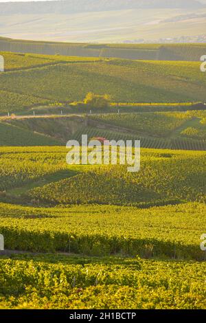 FRANKREICH, MARNE (51) COTEAUX CHAMPENNOIS PREMIER CRU VINEYARDS Stockfoto