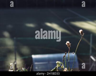 Dandelion Flower Knospen mit Einem Fußballfeld im Hintergrund Stockfoto