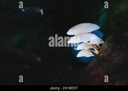 Schöne weiße Waldpilze - Mucidula mucida, Oudemansiella mucida, allgemein bekannt als Porzellanpilz Stockfoto