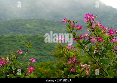 Rosa Bauhinia purpurea blüht in den Bergen eine wunderschöne Landschaft Stockfoto