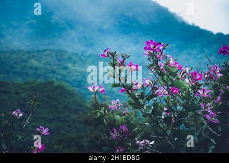 Rosa Bauhinia purpurea blüht in den Bergen eine wunderschöne Landschaft Stockfoto