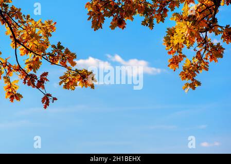 Gelbe Eiche lässt am sonnigen Tag im Herbstwald gegen den blauen Himmel. Rahmen. Speicherplatz kopieren Stockfoto