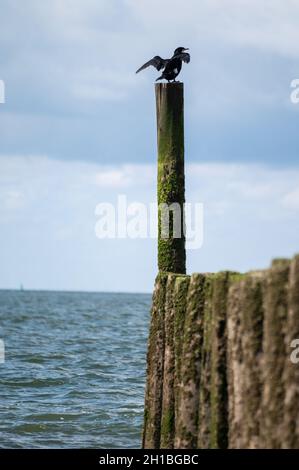 Blick auf Holzpfähle am weißen Sandstrand der Nordsee in der Nähe von Zoutelande, Zeeland, Niederlande bei Ebbe Stockfoto