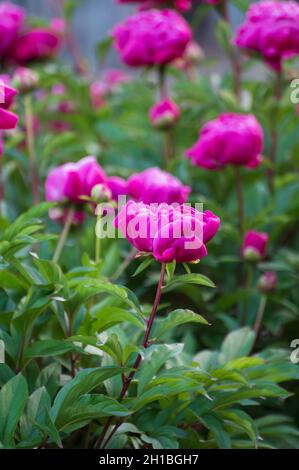 Saisonale Blüte von bunten großen Pfingstrosen im Garten im Sommer Stockfoto