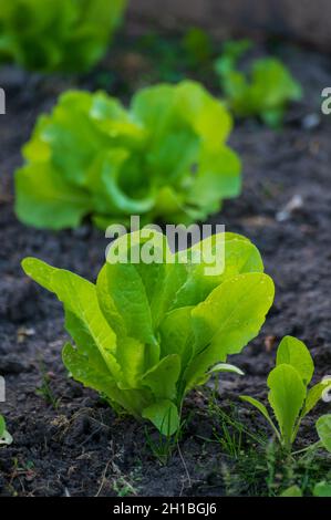Öko-Landwirtschaft in den Niederlanden, Plantagen von jungen grünen Salatsalatpflanzen, gesunde Bio-Lebensmittel aus dem eigenen Garten Stockfoto