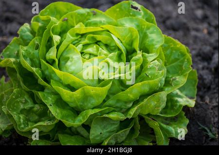Öko-Landwirtschaft in den Niederlanden, Plantagen von jungen grünen Salatsalatpflanzen, gesunde Bio-Lebensmittel aus dem eigenen Garten Stockfoto