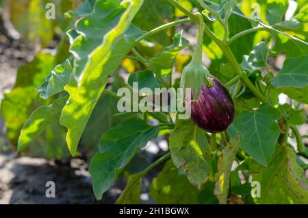 Auberginen Listada De Gandia. Reife Auberginen auf dem Bett eines Bauern. Gemüseanbau. Selektiver Fokus. Stockfoto