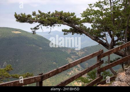 Kiefer wächst auf dem Berggipfel Stockfoto