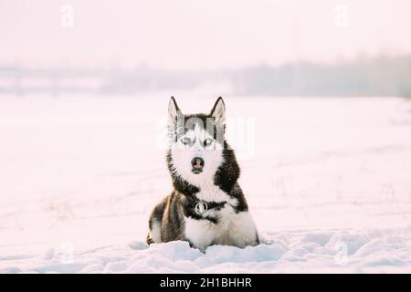 Sibirischer Husky-Hund Sitzt Im Snowy Park Im Sonnigen Winter Im Freien Stockfoto