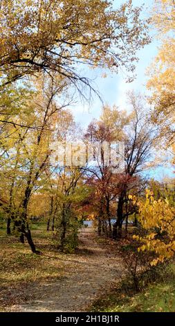 Herbstfarben - Bäume gegen den Himmel, orange, gelb, rot, blau Stockfoto