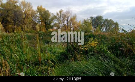 Swampy river bank in autumn, panoramic view Stockfoto